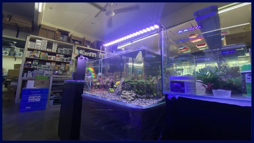 3b aquatics aquarium shop bandar baru bangi