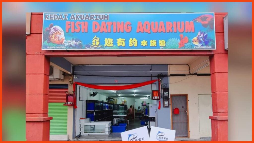 kedai aquarium teluk intan fish dating aquarium