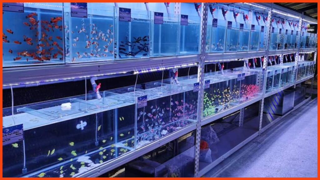 kedai aquarium batu pahat kc aquarium concept