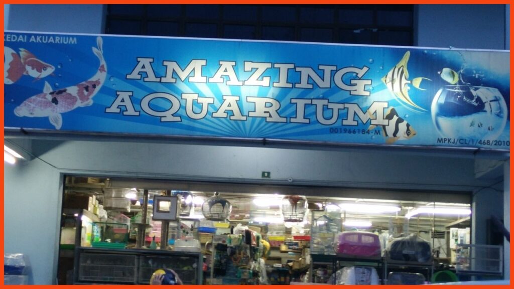kedai aquarium kajang amazing aquarium kajang sg.chua