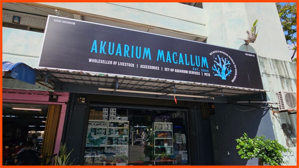 kedai aquarium penang aquarium macallum