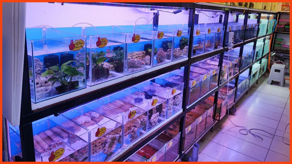 kedai aquarium seremban 99 aqua pet shop
