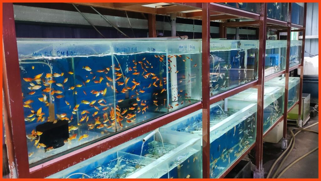 kedai aquarium seremban akuarium kelisa ampangan