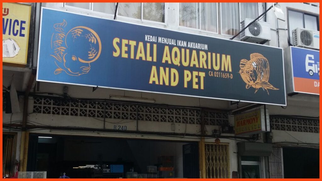 kedai aquarium kuantan setali aquarium and pet